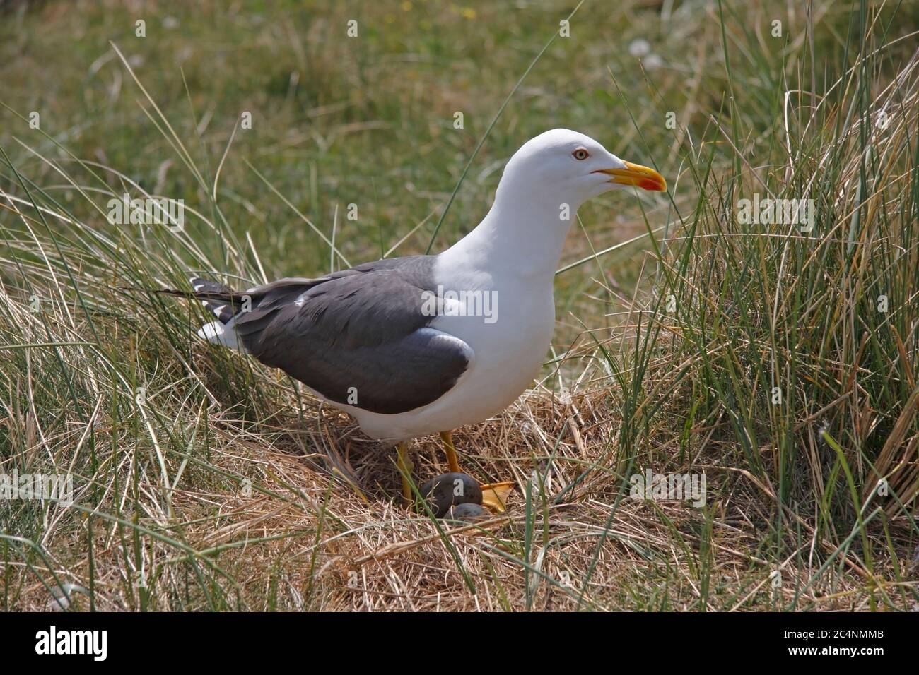 KLEINE SCHWARZRÜCKENMÖWE, GROSSBRITANNIEN. Stockfoto
