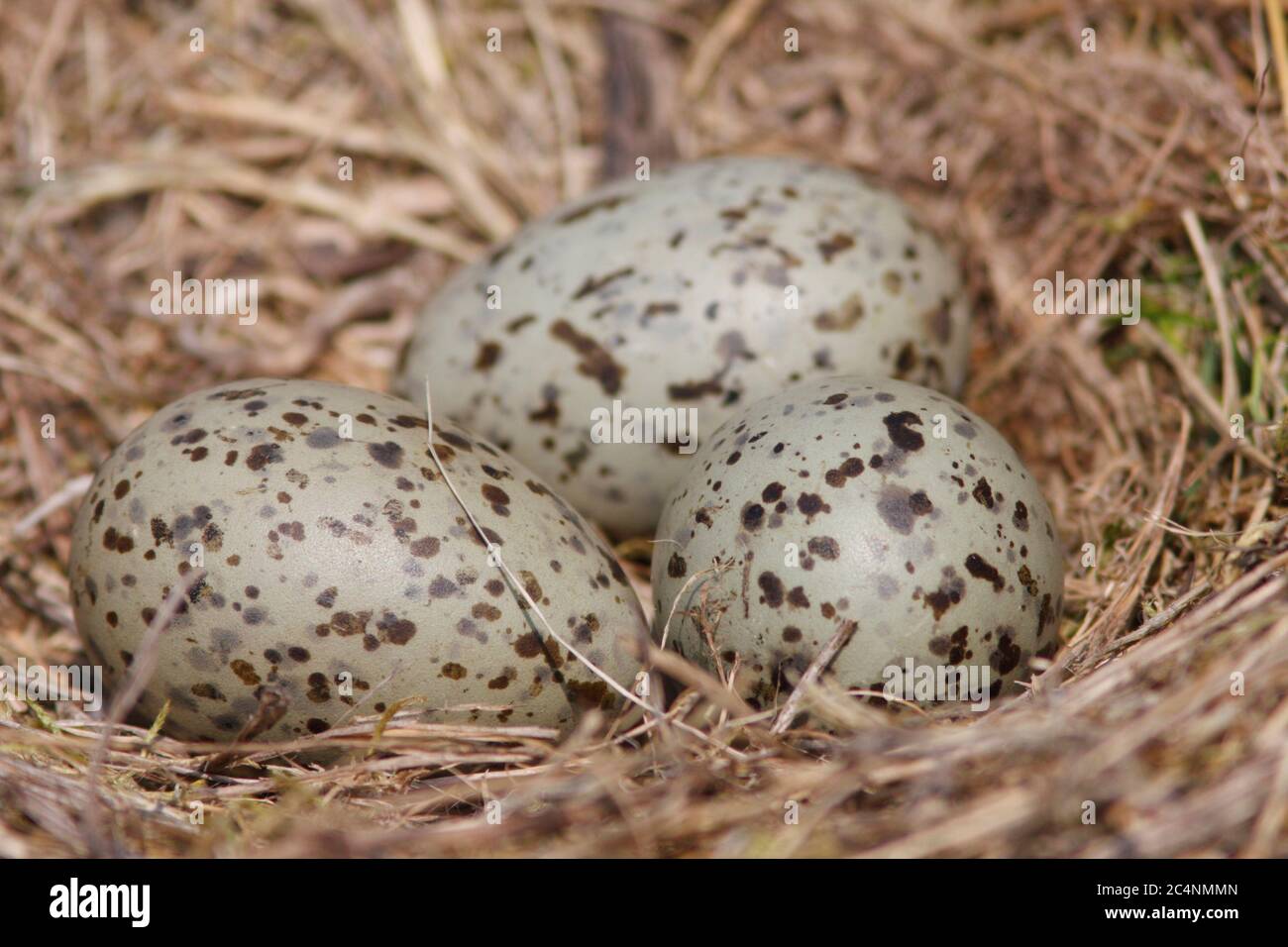 KLEINE SCHWARZRÜCKENMÖWE (Larus fuscus) Gelege von Eiern im Möwennest, Großbritannien. Stockfoto