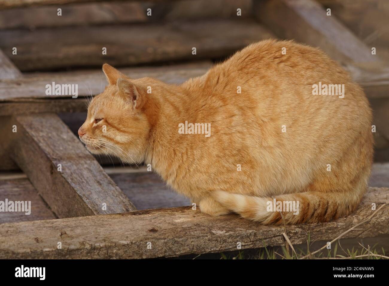 Rote Katze sitzt auf der Straße in einer Holzpalette. Stockfoto