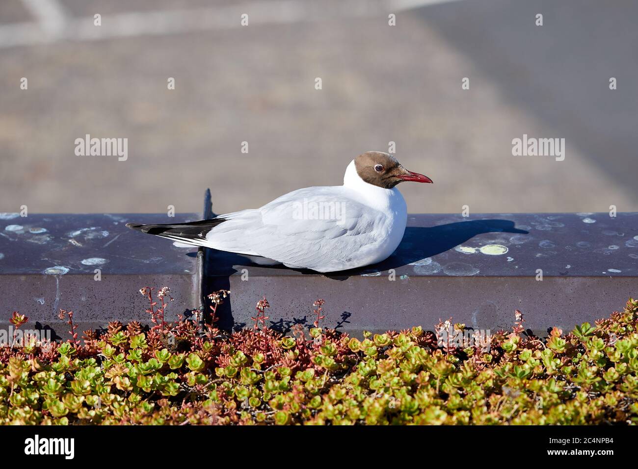 Schwarzkopfmöwe (Chroicocephalus ridibundus), Kopenhagen, Dänemark Stockfoto