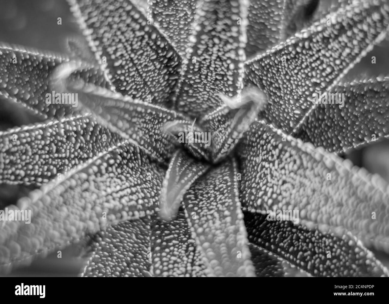 Vollbildaufnahme einer Haworthia Pflanze von oben gesehen Stockfoto