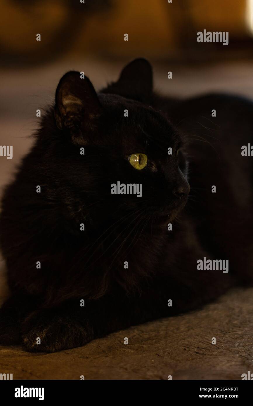 Vertikale Aufnahme einer schwarzen Katze mit grünen Augen Stockfoto