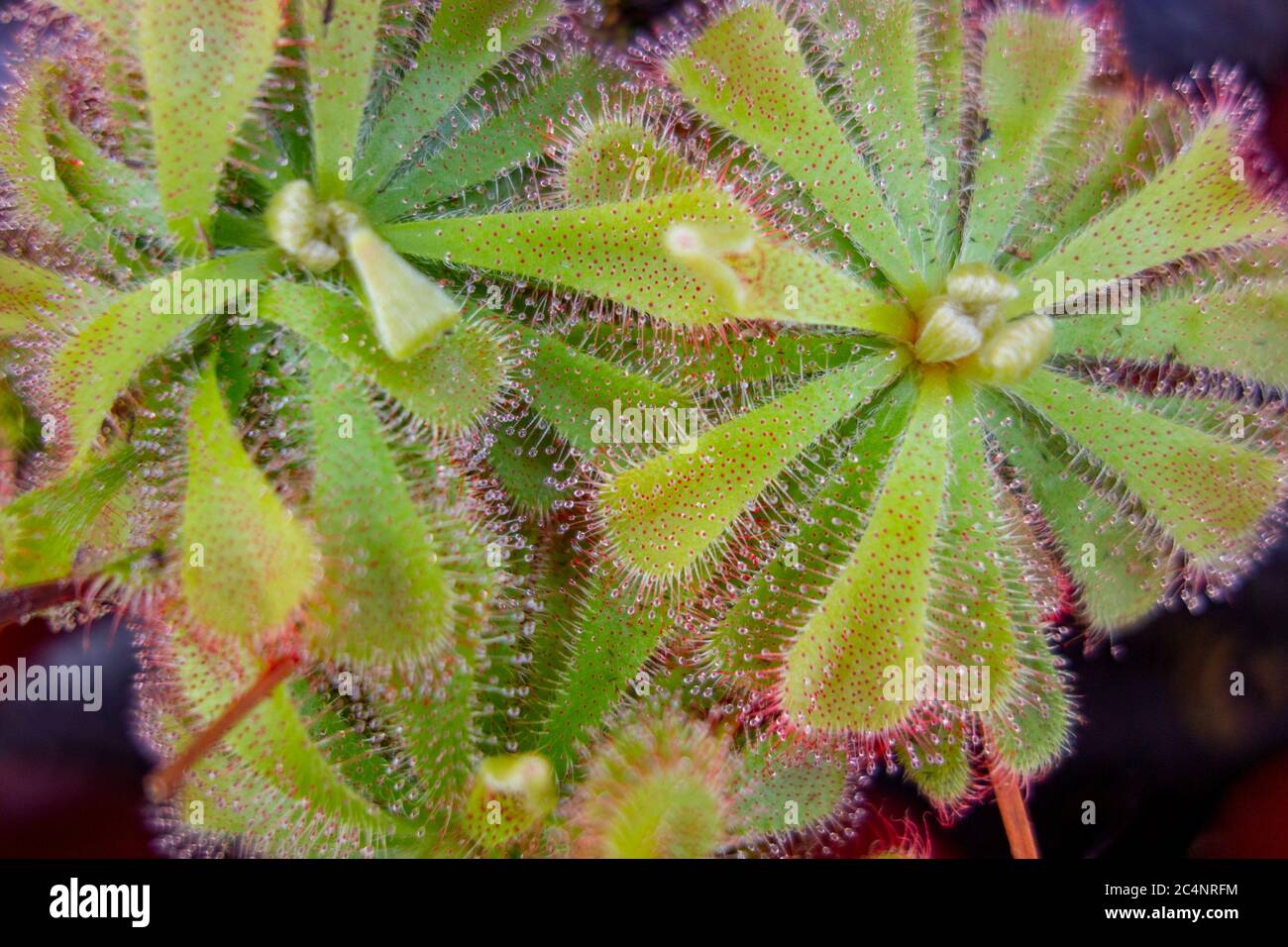 Einige Drosera aliciae Sonnentauspflanzen im dunklen Rücken Stockfoto