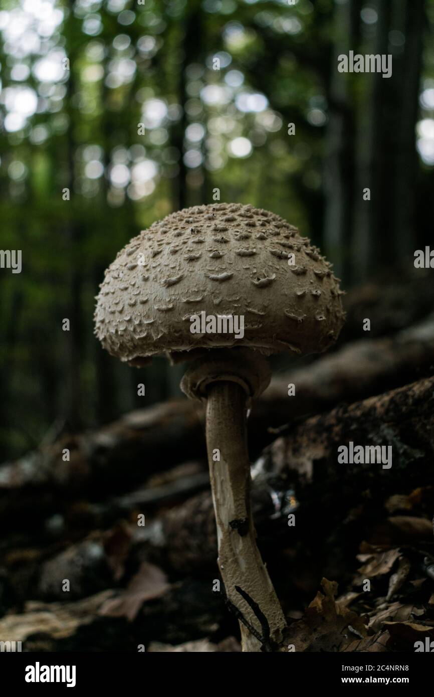 Große runde giftige Pilze im Wald. Stockfoto