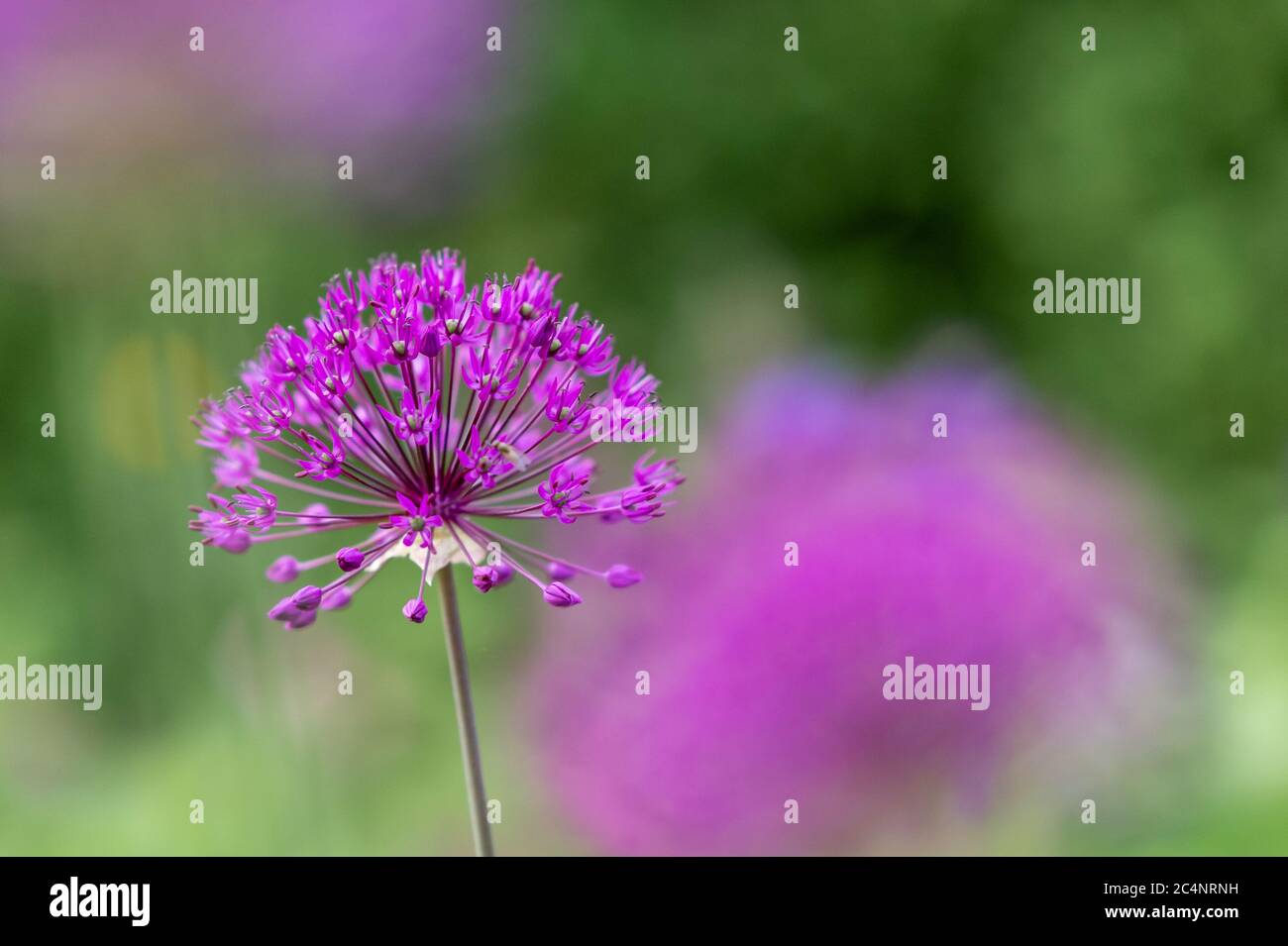 Selektive Fokusaufnahme der lila Riesenzwiebelblume, einer Allium giganteum Pflanze Stockfoto