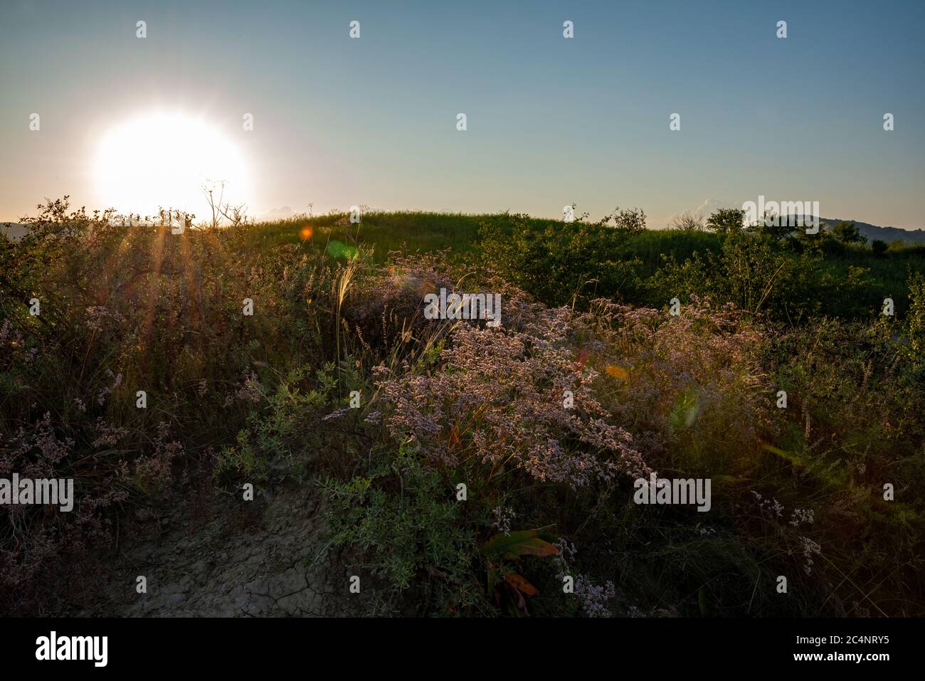 Bunte Blumen auf der grünen Ebene bei Sonnenuntergang Stockfoto