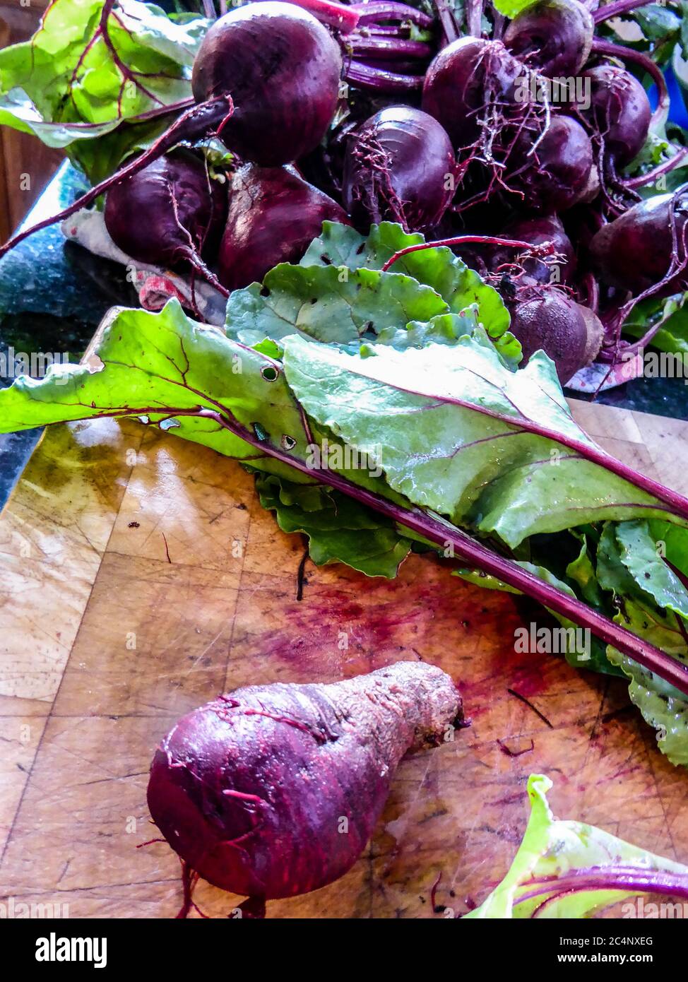 Frisch gepflücktes Gemüse aus eigenem Anbau Stockfoto