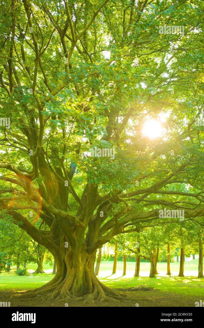 Sonnenschein Baum Stockfoto