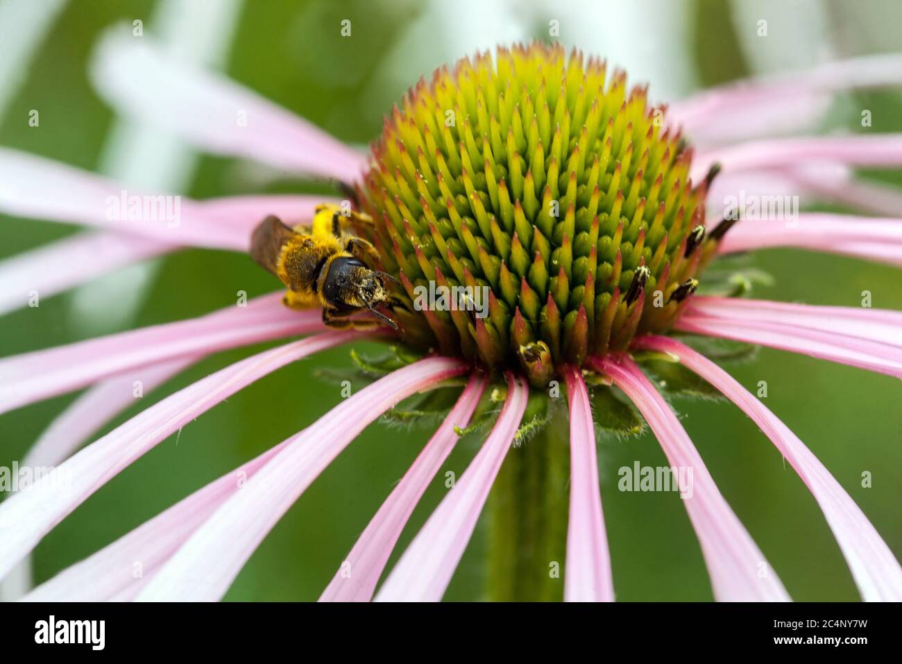 Biene auf Echinacea pallida Blume Stockfoto