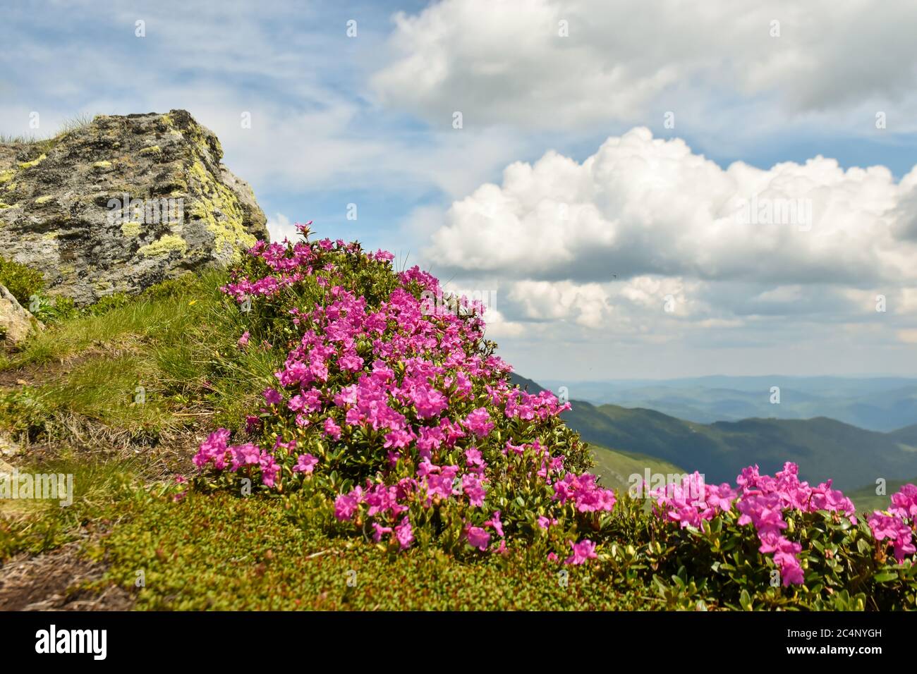 Rosa Blüten in voller Blüte in hohen Bergen Stockfoto