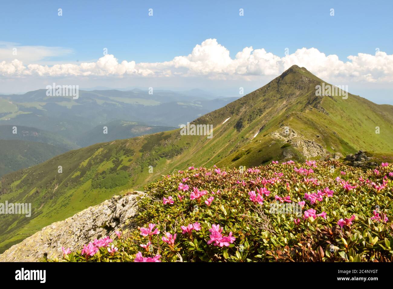 Rosa Blüten in voller Blüte in hohen Bergen Stockfoto