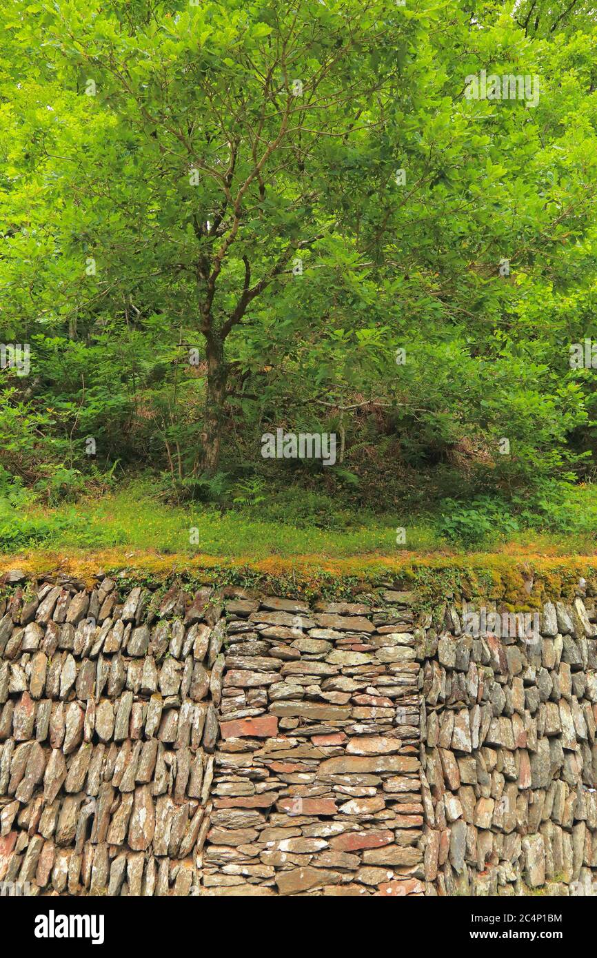 Trockensteinmauer in Exmoor, Devon Stockfoto