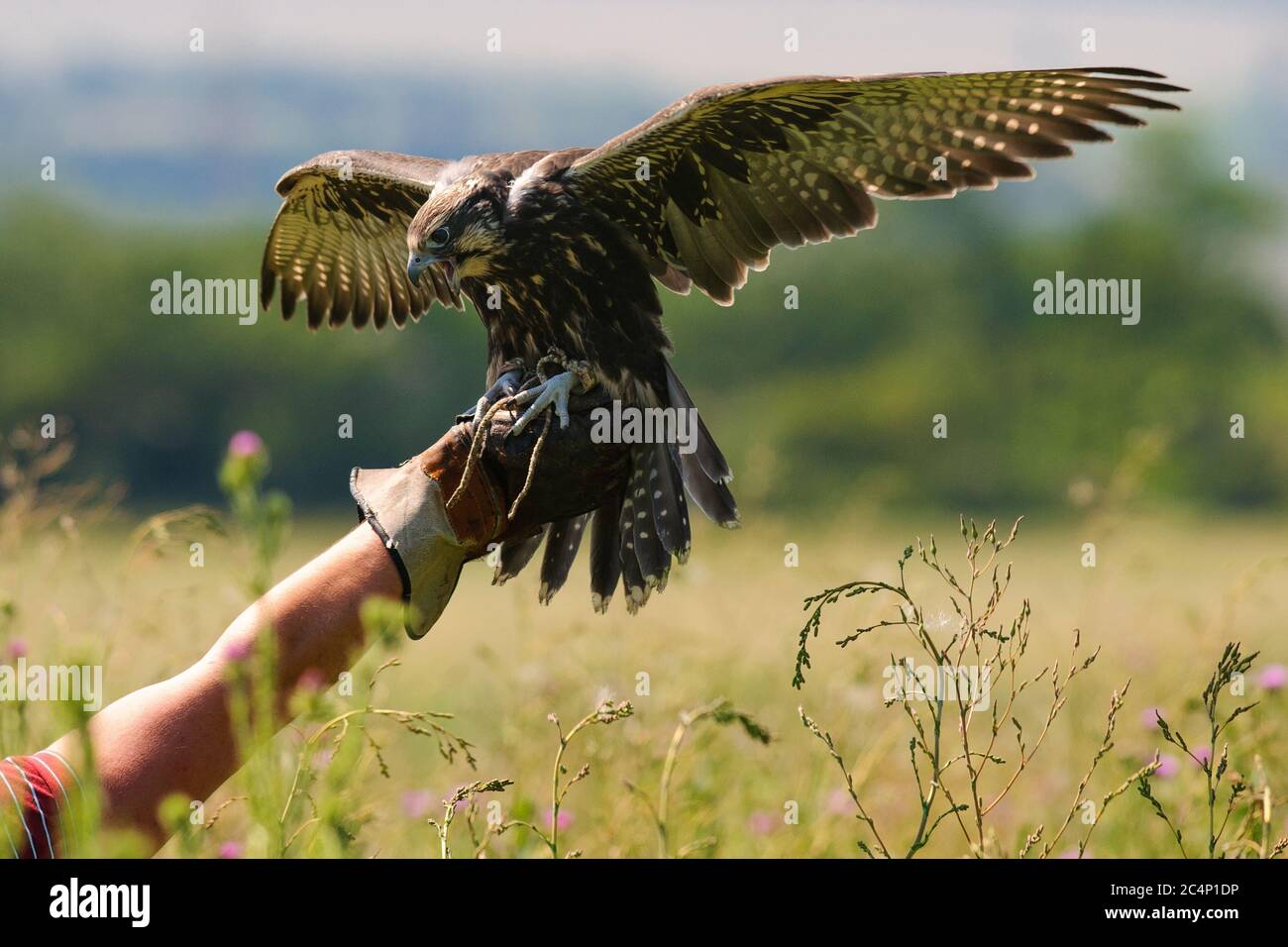Vögel jagen. Jagd mit einem Sakerfalken (Falco cherrug). Falcon auf der Hand beim Jäger. Stockfoto