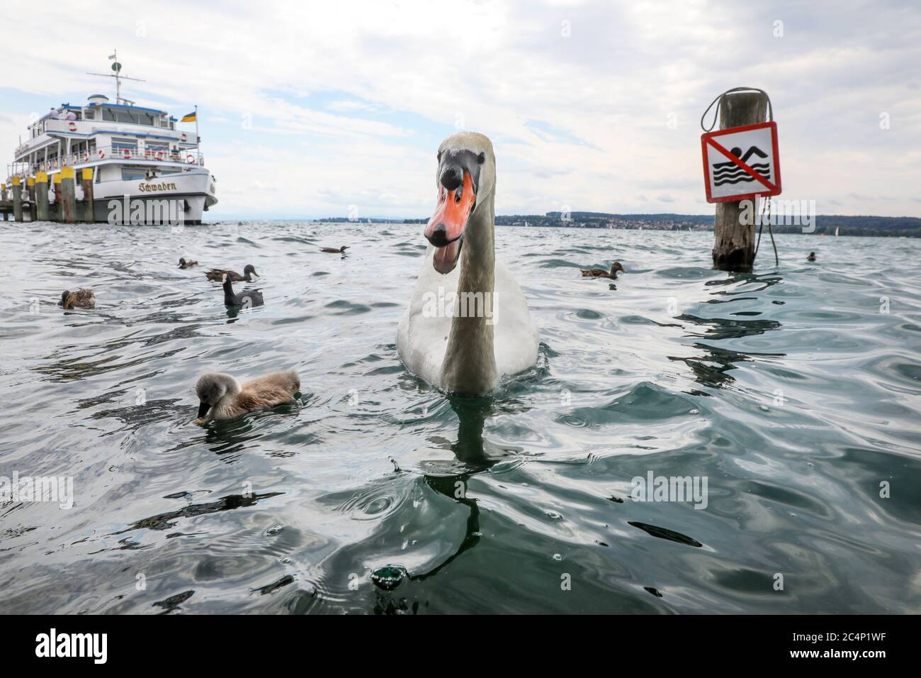 28. Juni 2020, Baden-Württemberg, Überlingen: Schwäne und Enten schwimmen am Ufer des Bodensees, während im Hintergrund das Motorschiff 'Schwaben' angedockt ist. Foto: Thomas Warnack/dpa Stockfoto