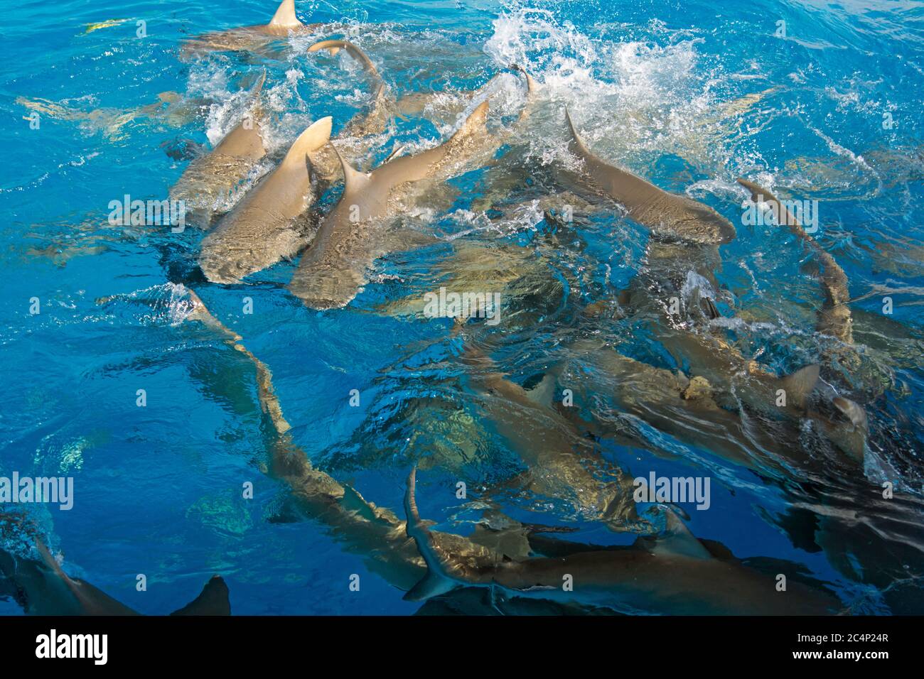 Zitronenhaie, Negaprion brevirostris, Fressrausch, Tiger Beach, Bahamas Stockfoto