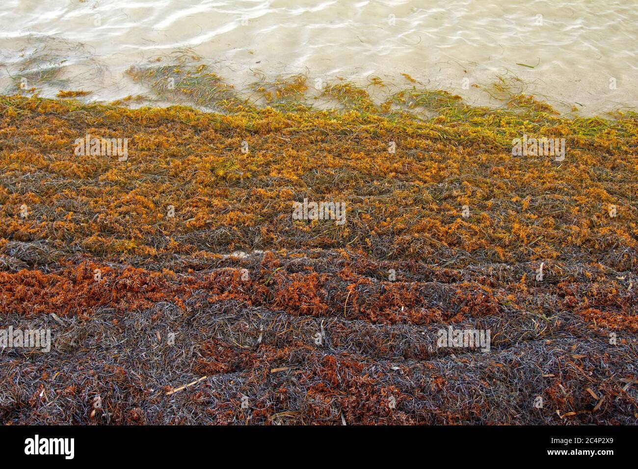 Am Strand von San Pedro, Ambergris Caye, Belize, stapeln sich Flöße von Seegras, Sargassum sp Stockfoto