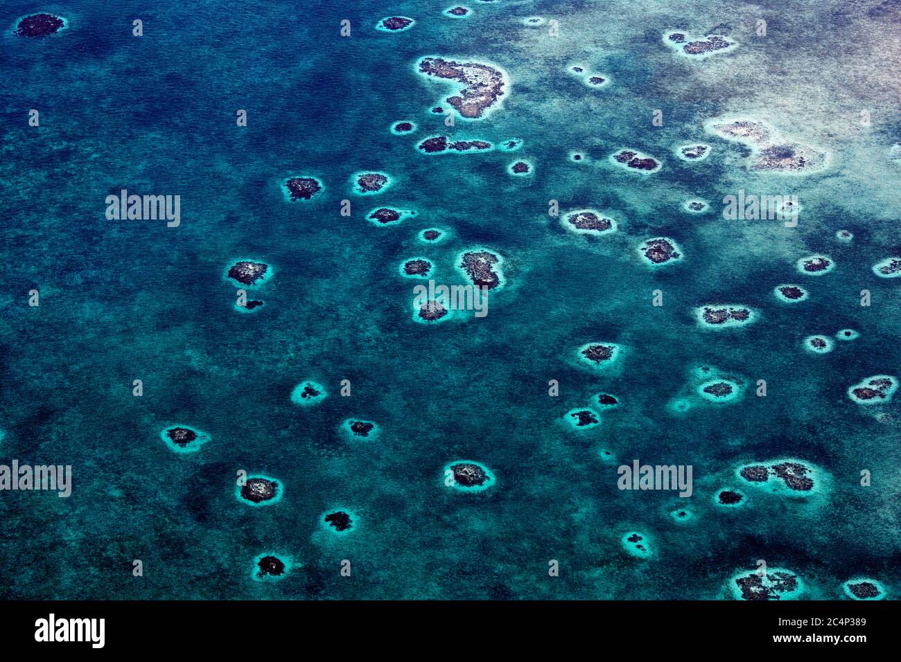 Korallenriff in der Lagune des Lighthouse Reef Atolls, Belize, Karibisches Meer Stockfoto
