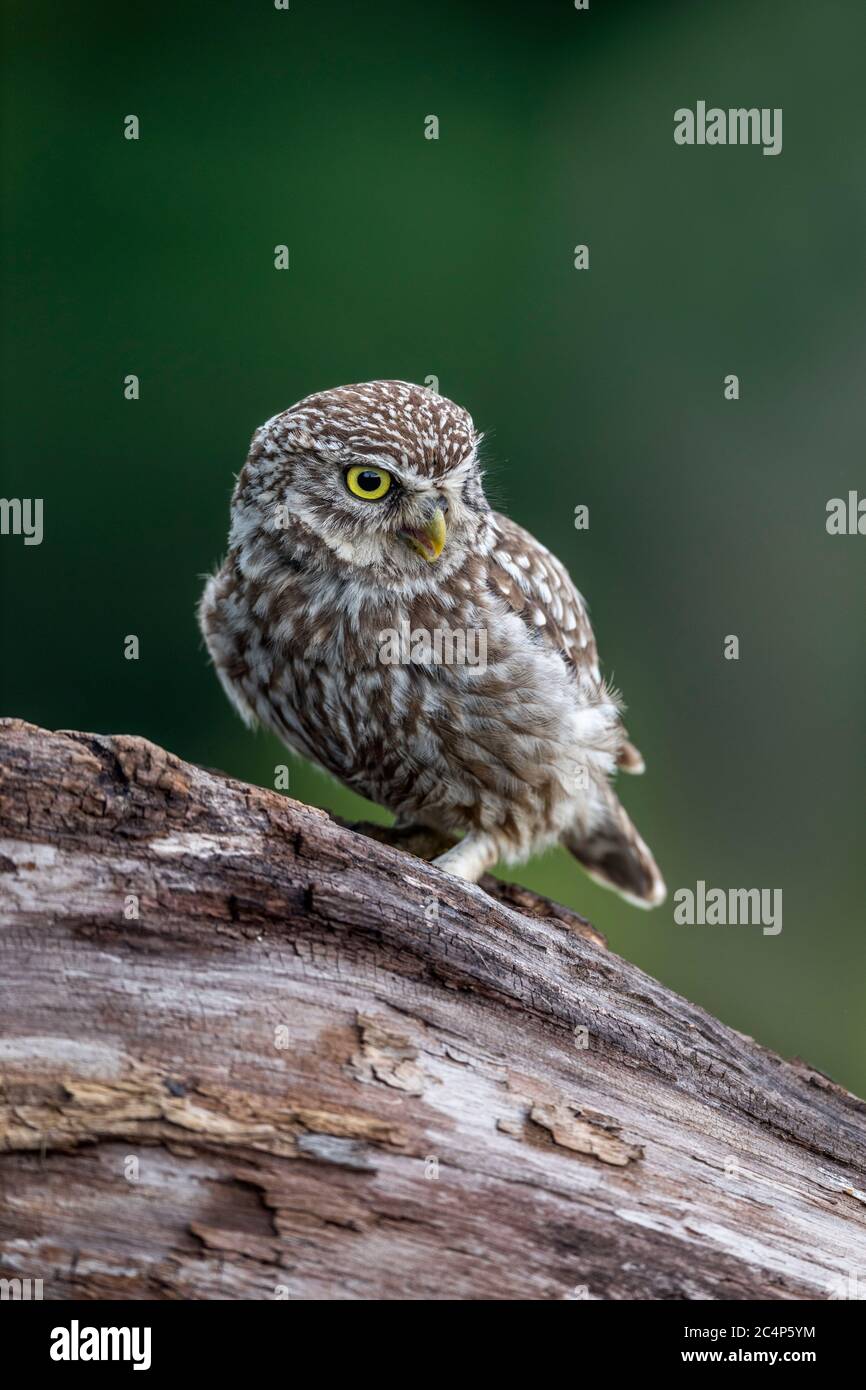 Kleine Eule; Athene Noctua; UK Stockfoto