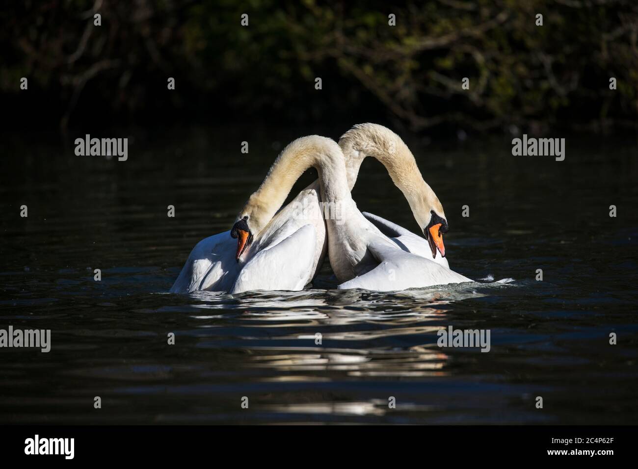 Muter Schwan; Cygnus olor; Paar im Kampf vor der Paarung; UK Stockfoto