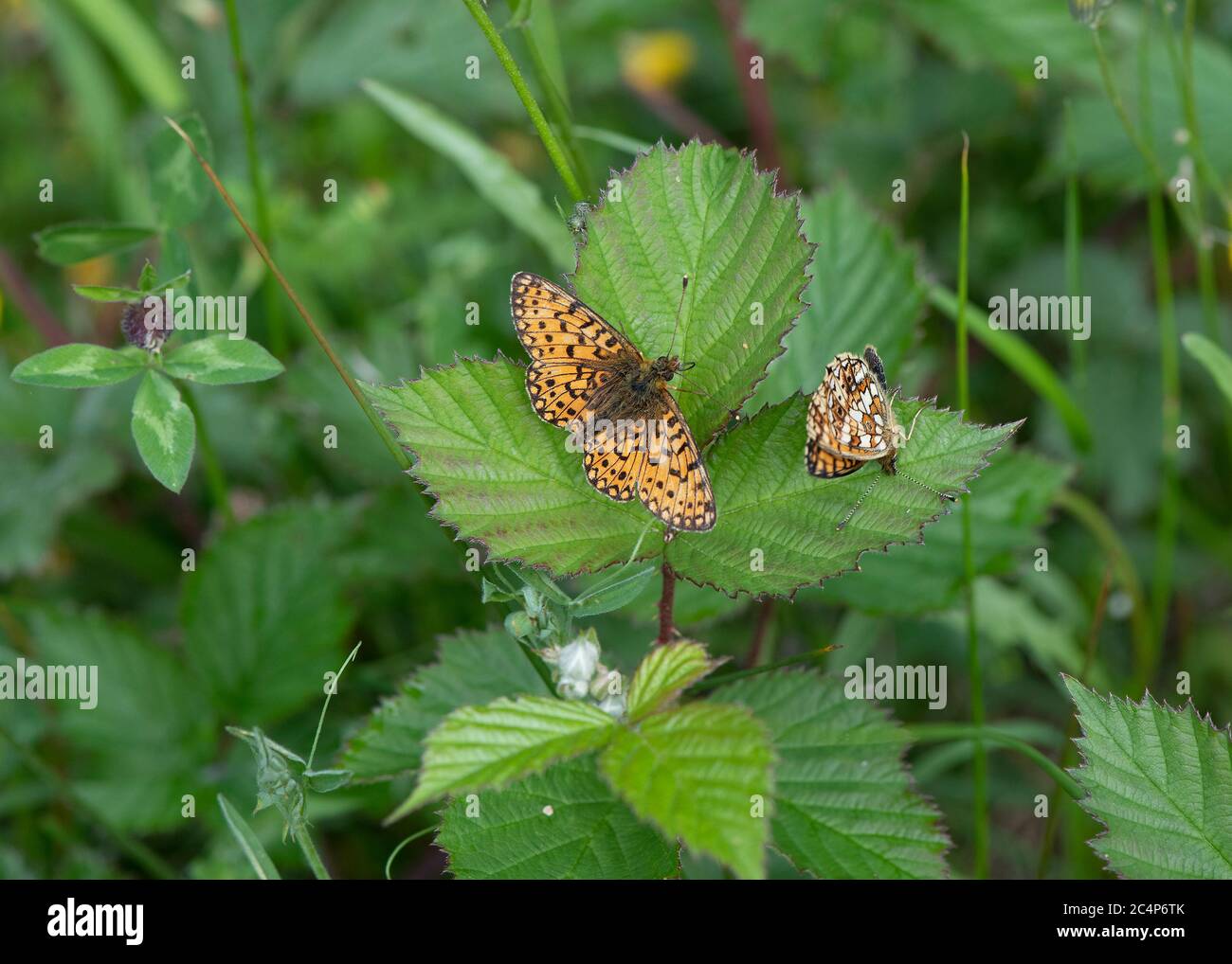 Kleine Perlumrandete Fritillary (Boloria selene) zwei ruhende, auf Bramble, zeigt oberen Flügel und Unterseite, Mabie Forest, Dumfries, SW Schottland Stockfoto