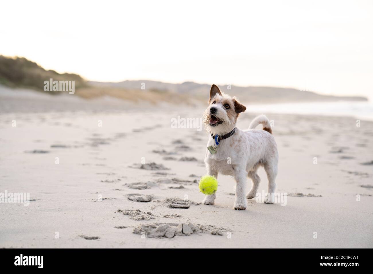 Happy Jack russell Terrier Langhaar Hund läuft auf einem Strand mit einem  Ball mit Sonnenaufgang Stockfotografie - Alamy