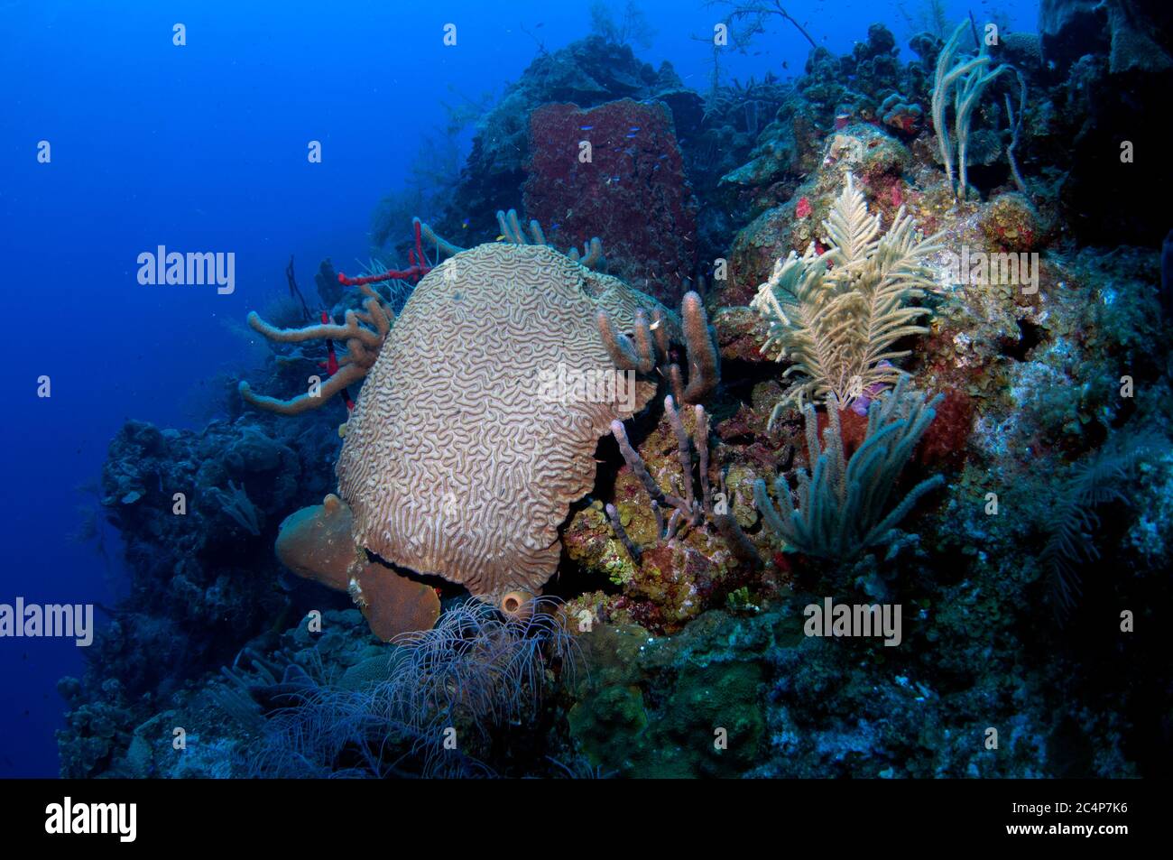 Symmetrische Gehirnkoralle, Pseudodipolloria strigosa, Lighthouse Reef Atoll, Belize Stockfoto