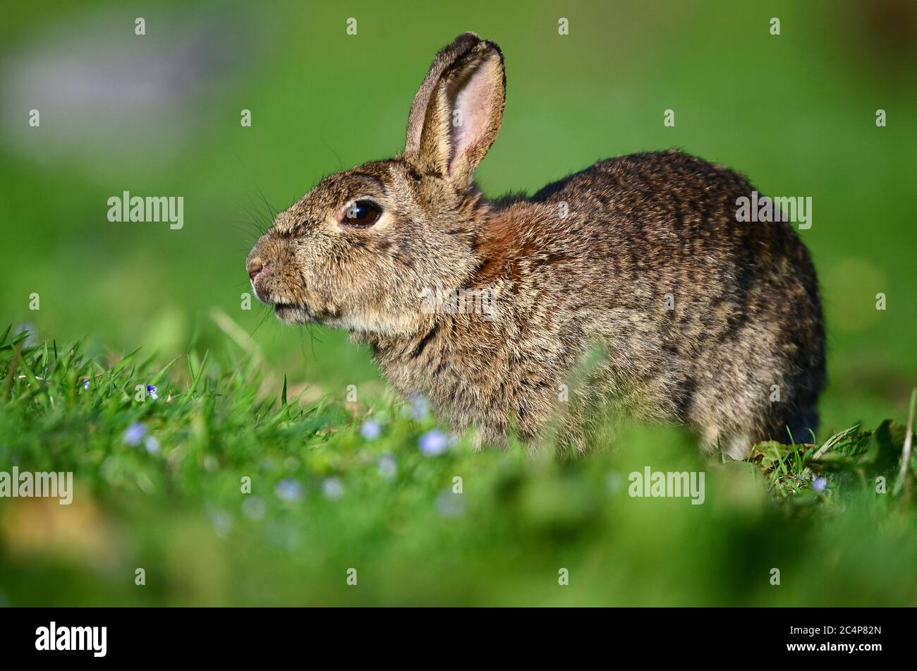 Kaninchen Oryctolagus cuniculus Stockfoto