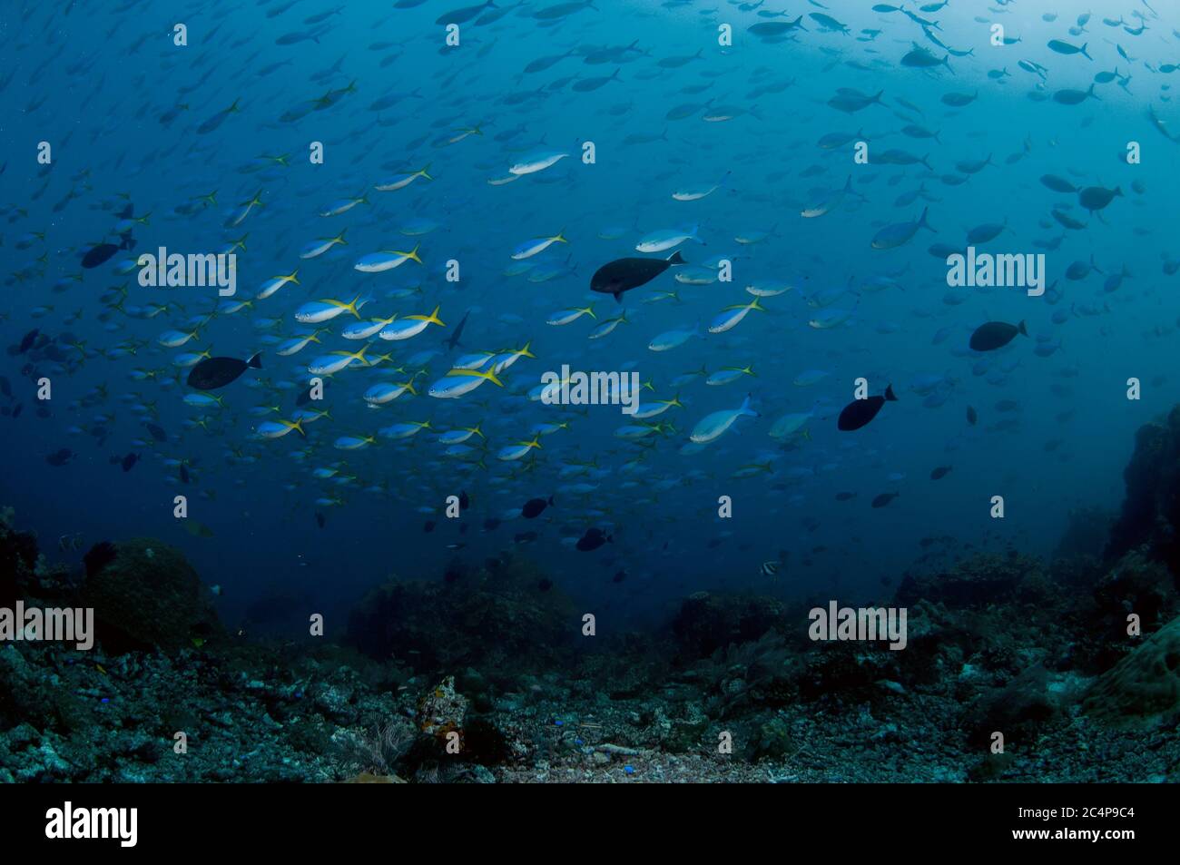 Schule der blauen und gelben Fusiliers, Caesio teres, Komodo Nationalpark, Indonesien Stockfoto