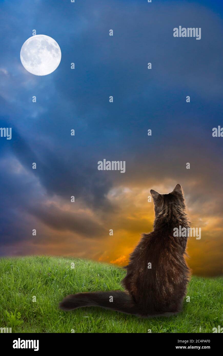 Katze, die den Mond anschaut Stockfoto