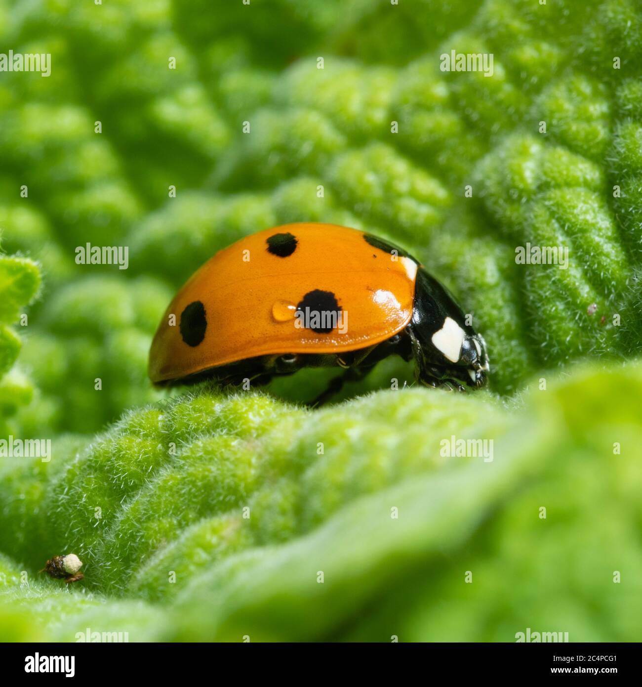 Seitenansicht des schwarz gepunkteten roten Körpers eines Erwachsenen des britischen Muttervogels mit sieben Flecken, Coccinella septempunctata Stockfoto