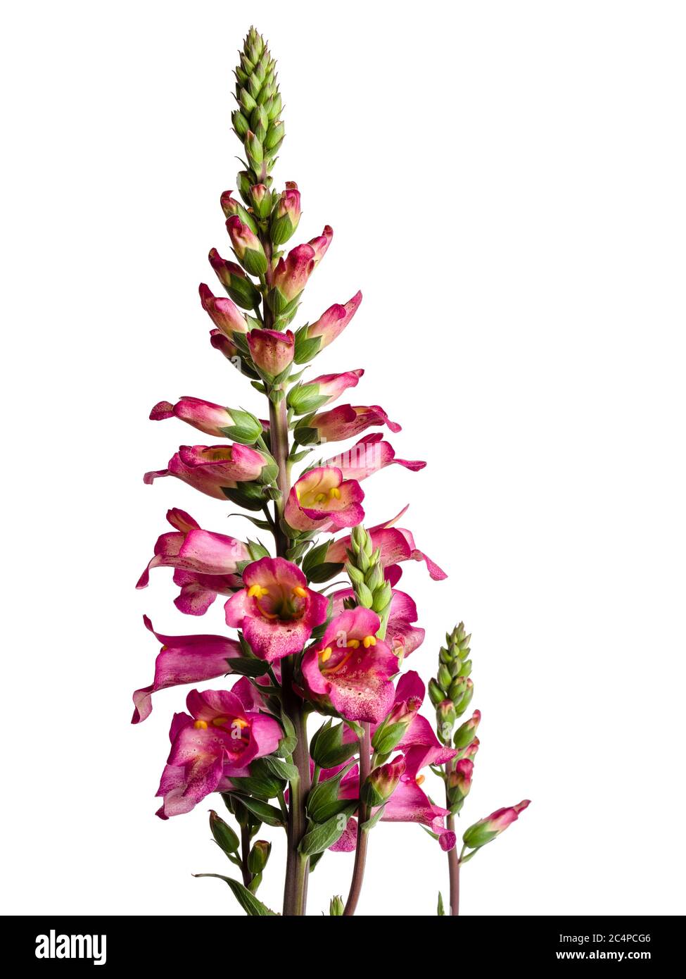 Blütenspitze des Hybriden, Sommer bis Herbst blühender Fuchshandschuh, Digitalis × valinii 'Berry Canary', auf weißem Grund Stockfoto