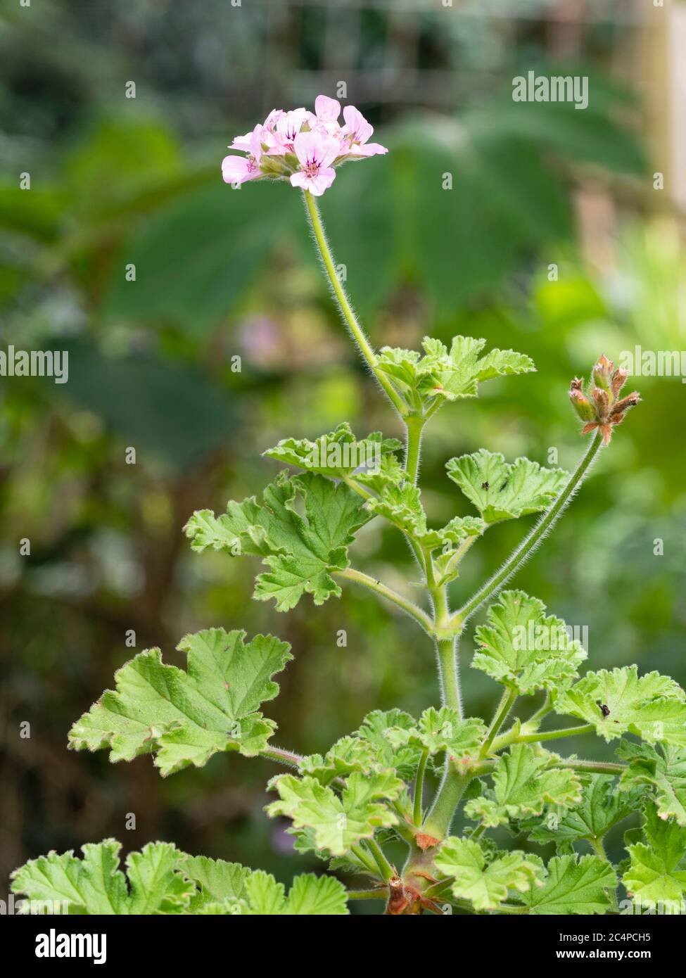 Rosenduft Laub und kleine rosa Blüten des zarten Sub Strauch, Pelargonium capitatum 'Attar of Roses' Stockfoto
