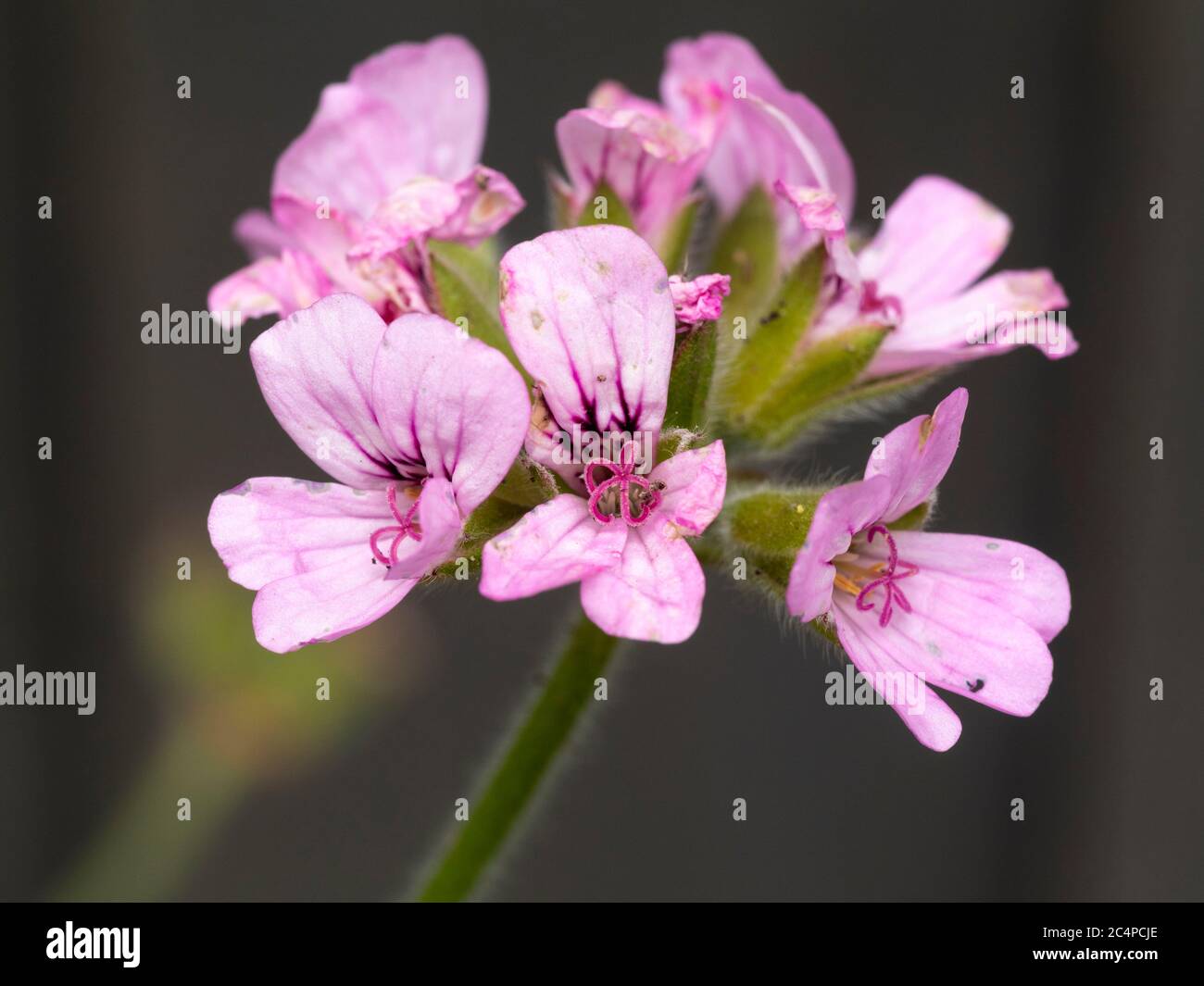 Kleine rosa Blüten des duftenden, blättrigen, zarten Unterstrauch, Pelargonium capitatum 'Attar of Roses' Stockfoto