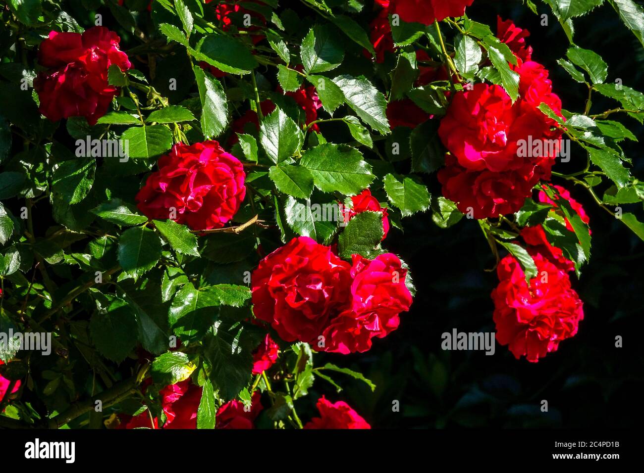 Rote Rambler Rose kletternd blüht Stockfoto