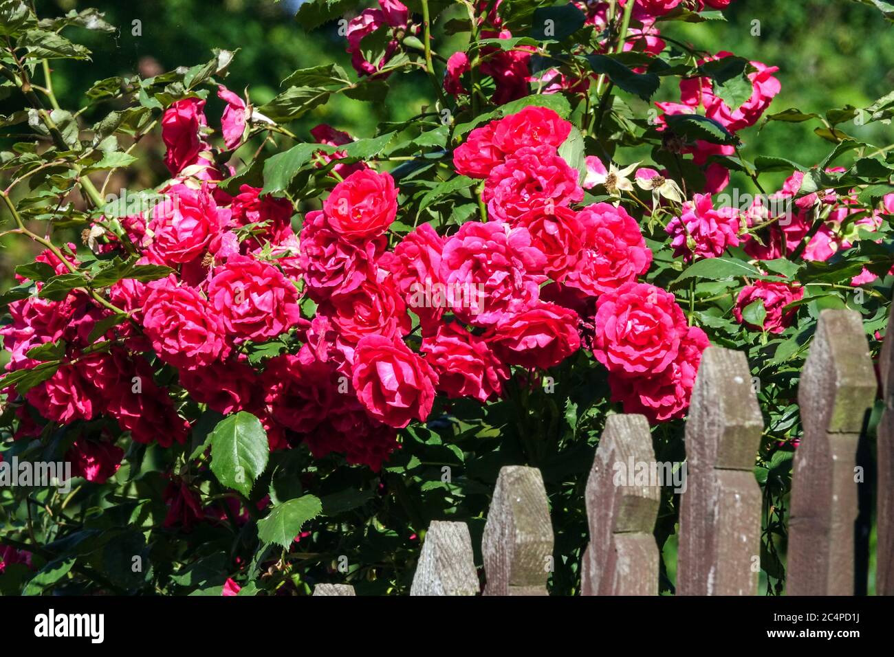 Rote Blumen Rambler stieg auf Zaun Stockfoto