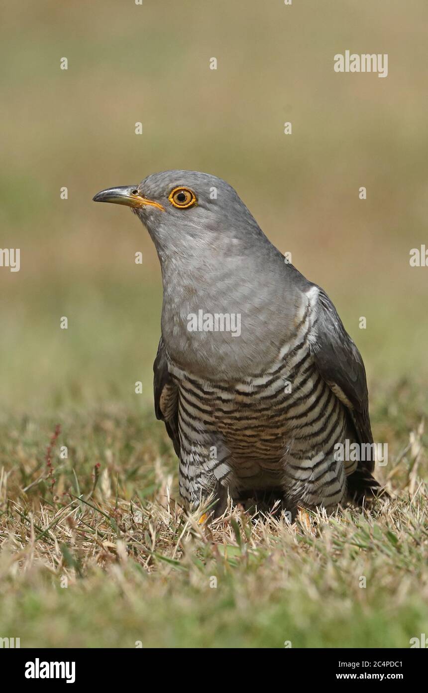 Kuckuck (Cuculus canorus canorus) Erwachsener auf Gras Eccles-on-Sea, Norfolk, Großbritannien Juni Stockfoto