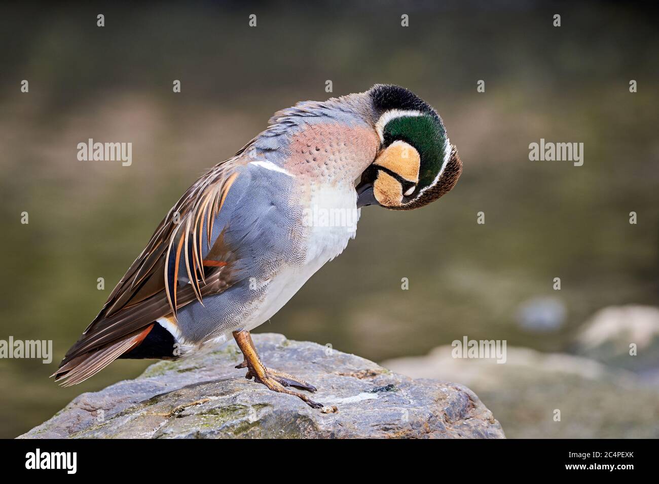 Baikal Teal Preening (Sibirionetta formosa), Bimaculate Ente Stockfoto