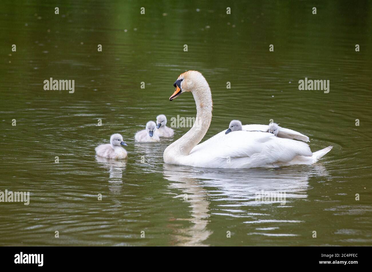 Kleine Schwarze Rückgepuffte Möwen Stockfoto