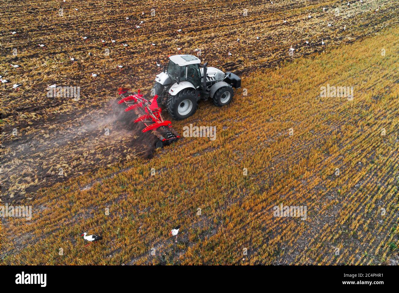 Traktor und Störche füttern auf einem Feld, landschaftliche Landwirtschaft, Luftbild Stockfoto