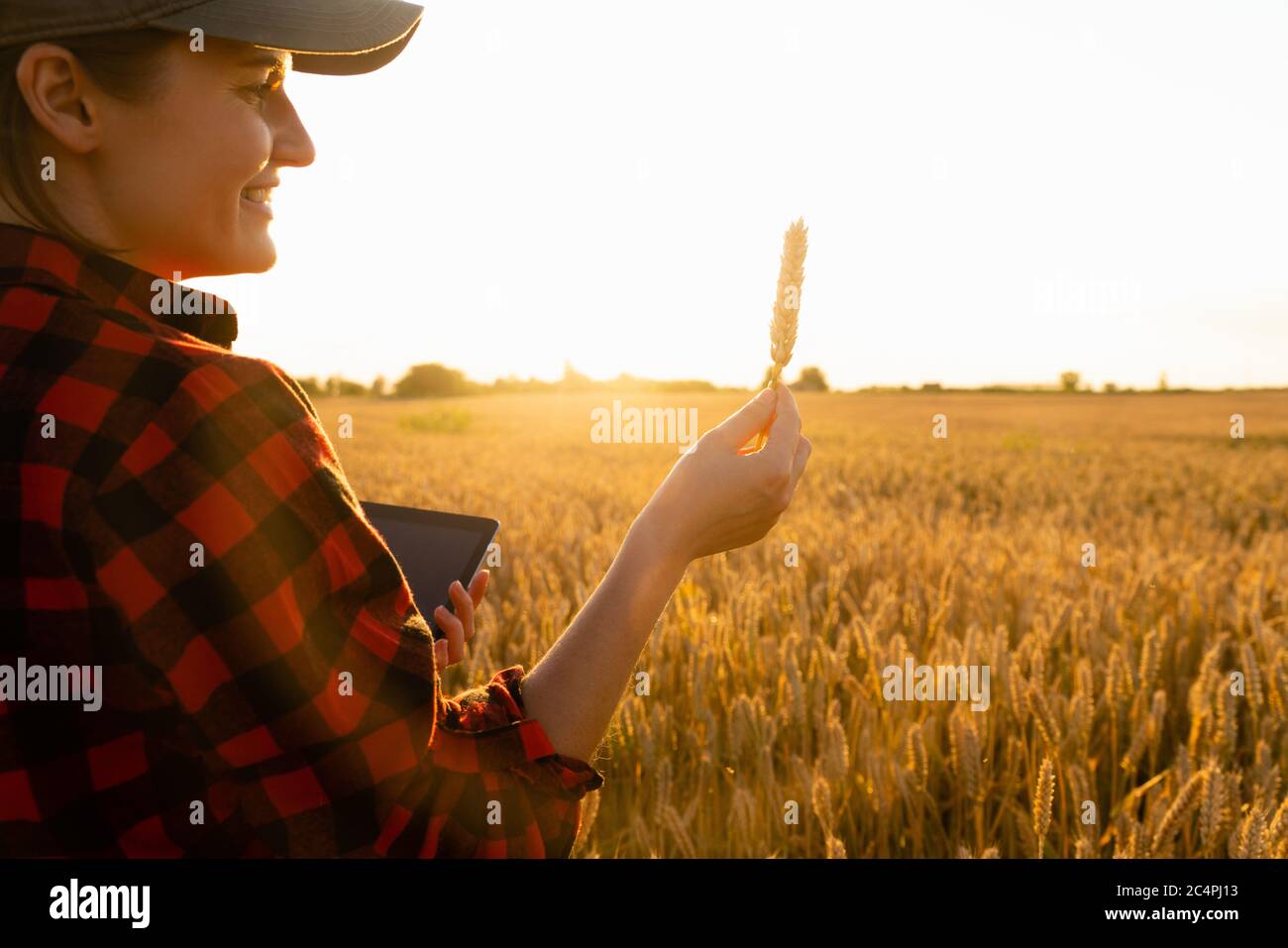 Eine Bäuerin steht bei Sonnenuntergang auf einem landwirtschaftlichen Feld und schaut auf eine Ähre. Stockfoto