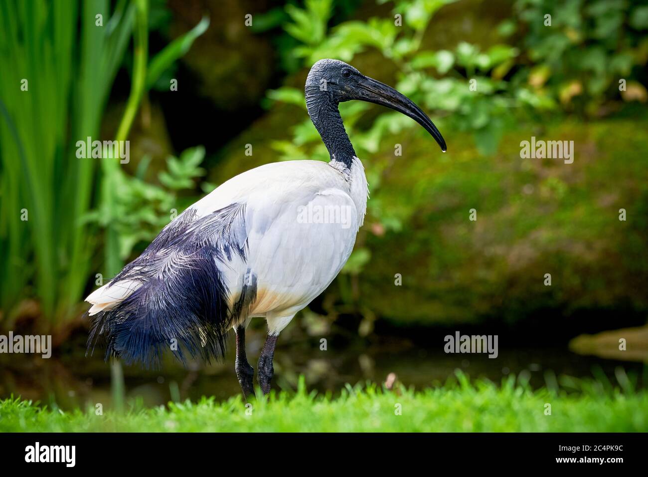 Schwarzkopfibis in natürlichem Lebensraum (Threskiornis melanocephalus) Stockfoto