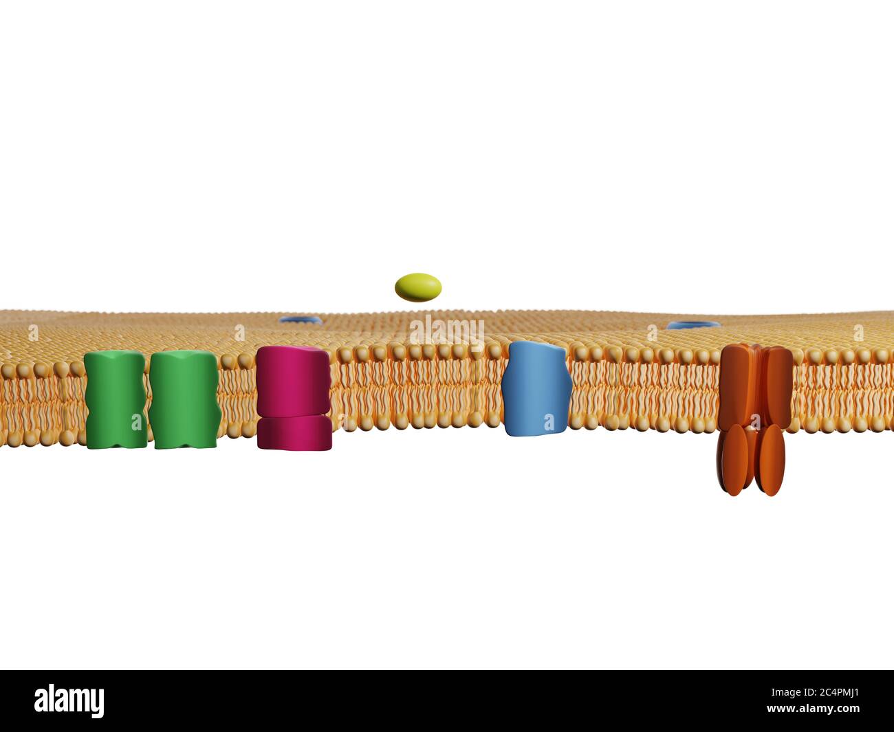 Membranproteinkanäle an einer Lipid-Zweischicht-Zellmembran. Zellmembran, 3D-Rendering. Stockfoto