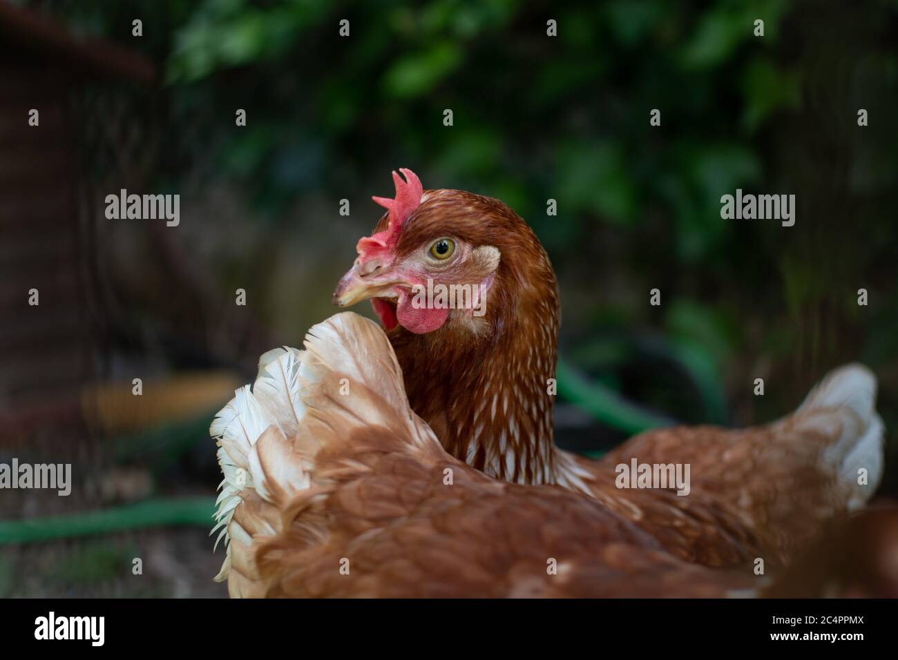 Schöne Henne Porträt auf grünen Blättern Hintergrund Stockfoto