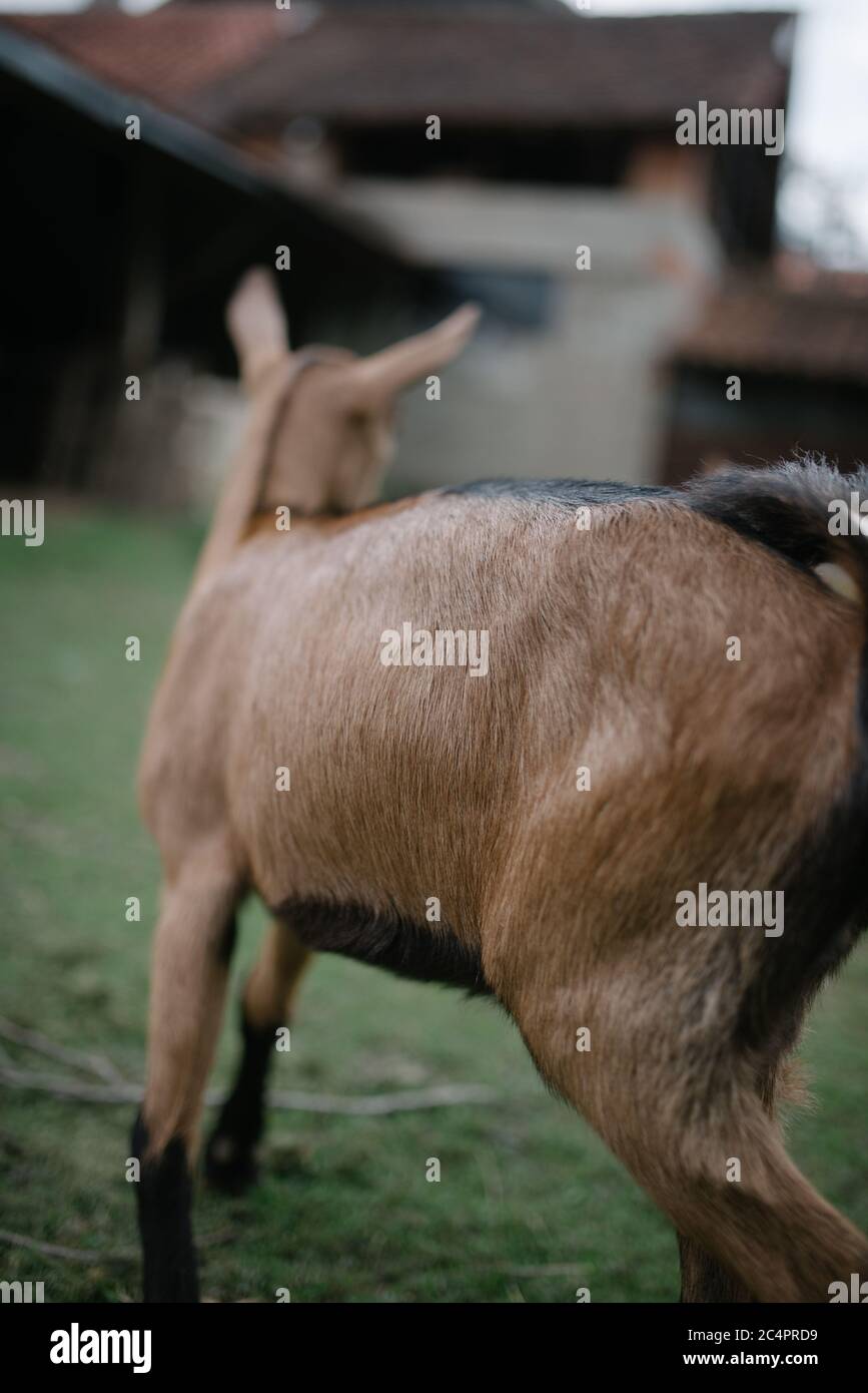 Nahaufnahme eines braunen Ziegenjungen auf dem Gras. Stockfoto
