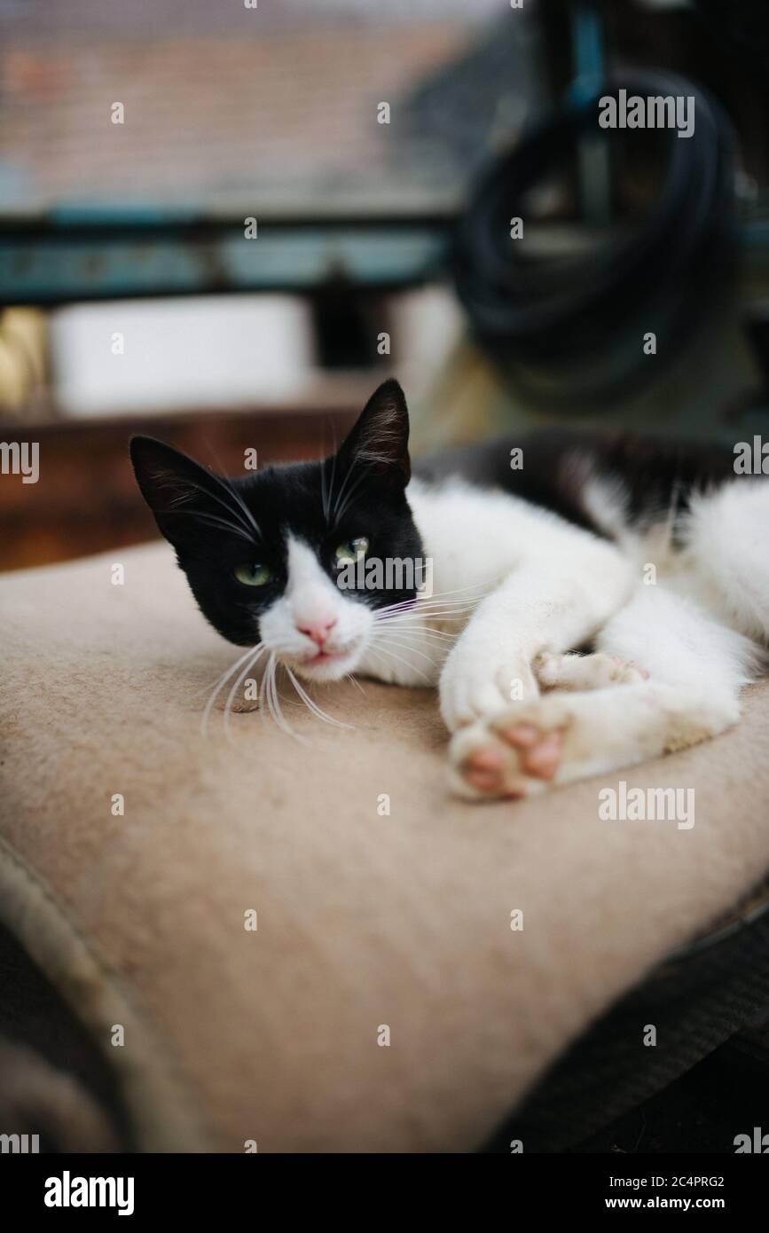 Nahaufnahme der schwarz-weißen Katze, die auf dem Kissen liegt Stockfoto