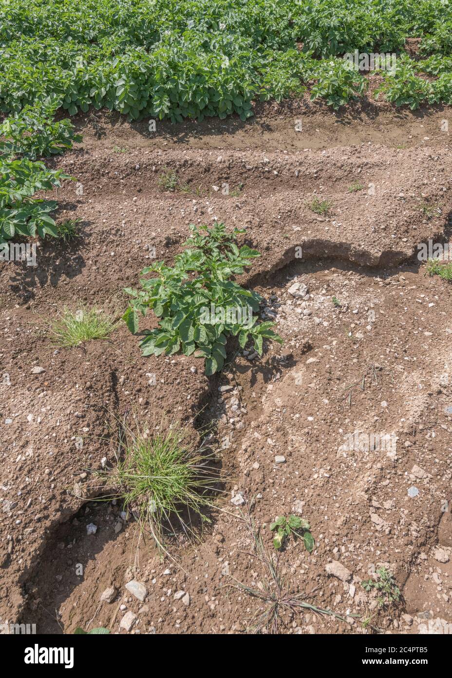 UK Topsoil Entfernung, Auswaschen der Ernte und Wasserrinnen Erosion in Cornwall Kartoffelernte. Bei schlechtem Wetter, widrigen Bedingungen, starken Regenfällen, Bodenkunde. Stockfoto