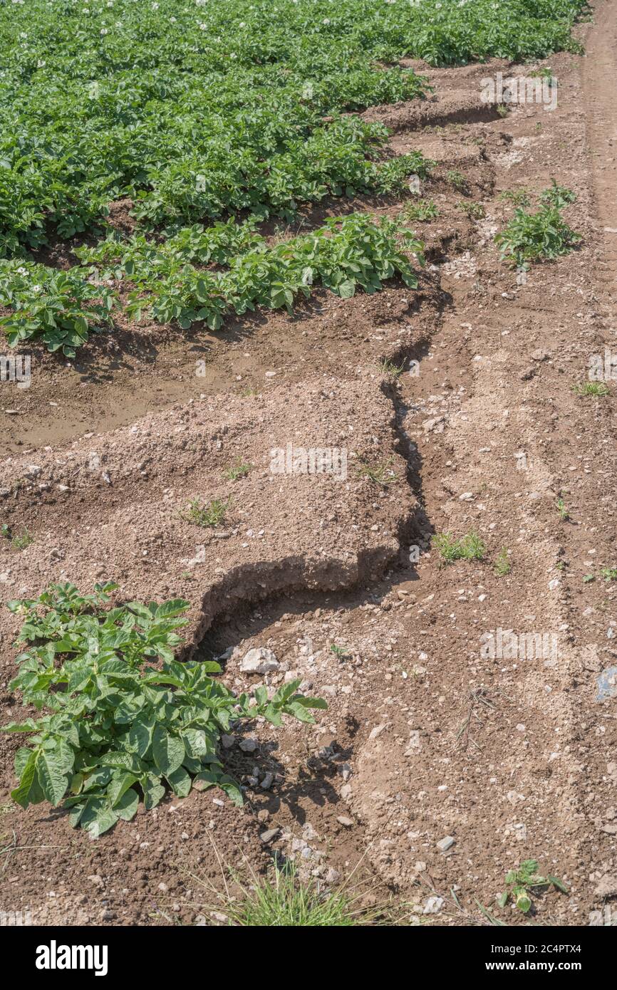 UK Topsoil Entfernung, Auswaschen der Ernte und Wasserrinnen Erosion in Cornwall Kartoffelernte. Bei schlechtem Wetter, widrigen Bedingungen, starken Regenfällen, Bodenkunde. Stockfoto