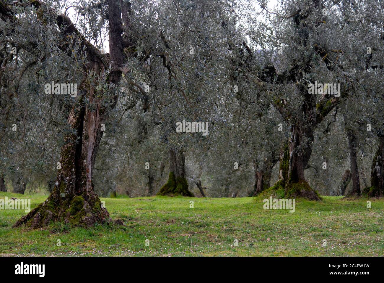 Olivenbäume, Olea europaea, Toskana, Italien Stockfoto