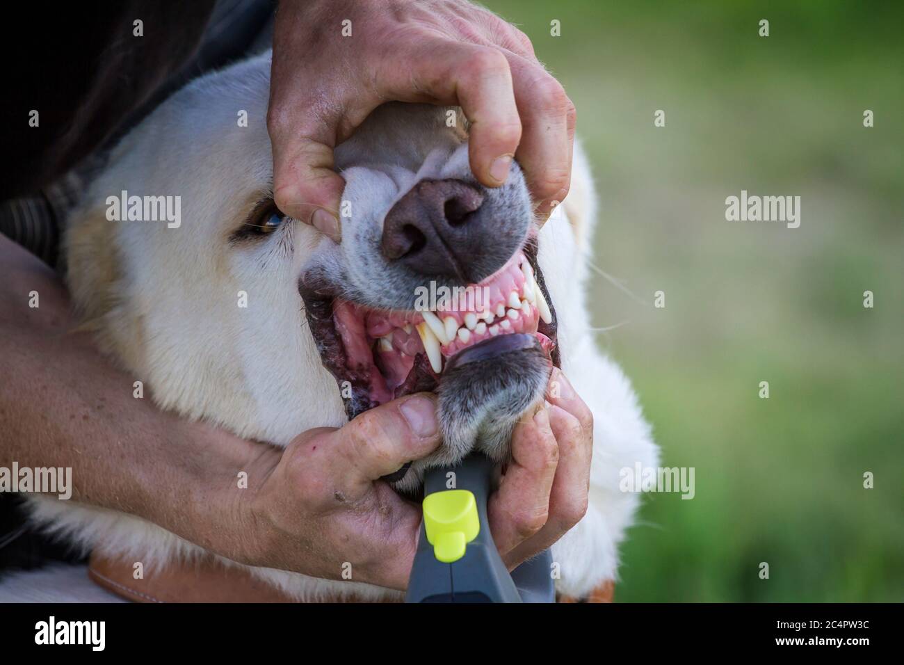 Zähne eines zentralasiatischen Schäferhundes (Alabai, Owtcharka) Stockfoto