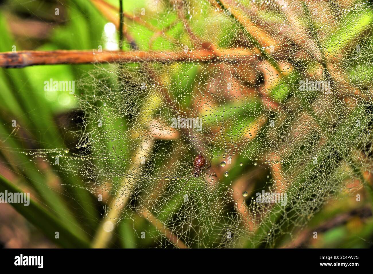 Das Netz einer schwarz-schwanzroten Blattweberspinne. Stockfoto